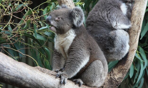 Adelaide e Glenelg